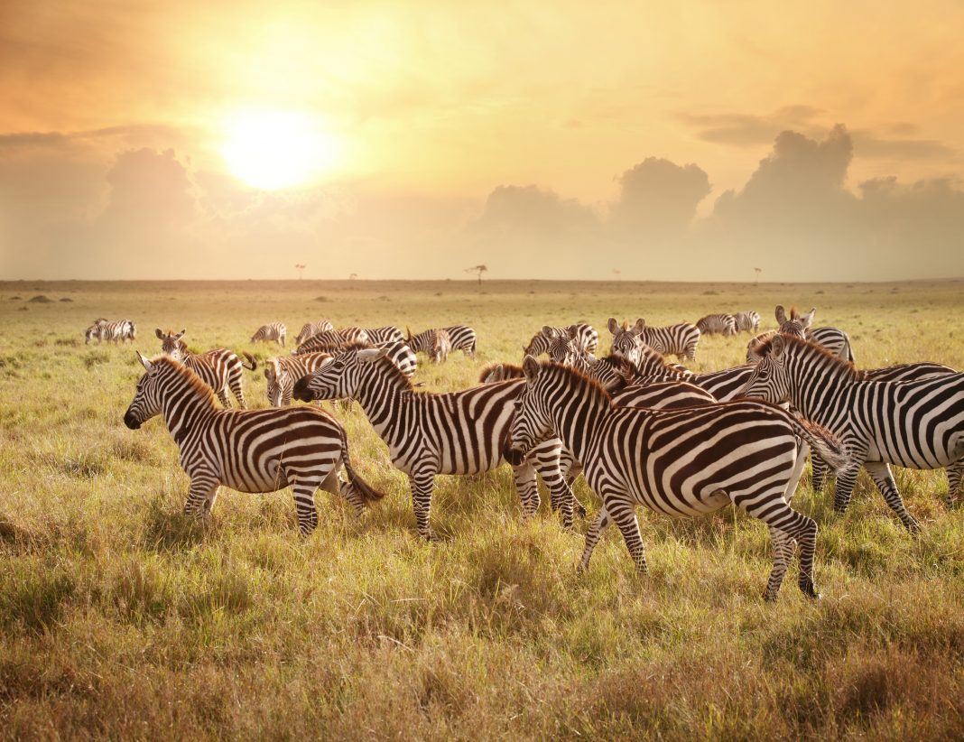 zebras in the wild at sunset