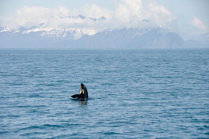 An Orca whale in Alaska. They belong in their environment, not in captivity - captive killer whales