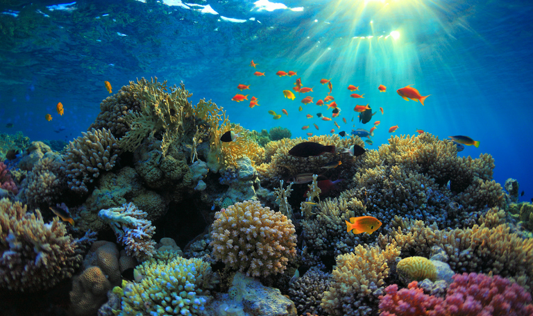 Coral Reefs and the Unintended Impact of Tourism - Earthjustice