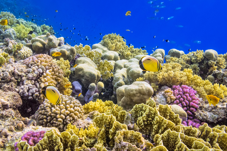 Travellers' impact on coral reefs