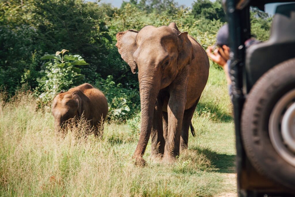 safari in west bengal