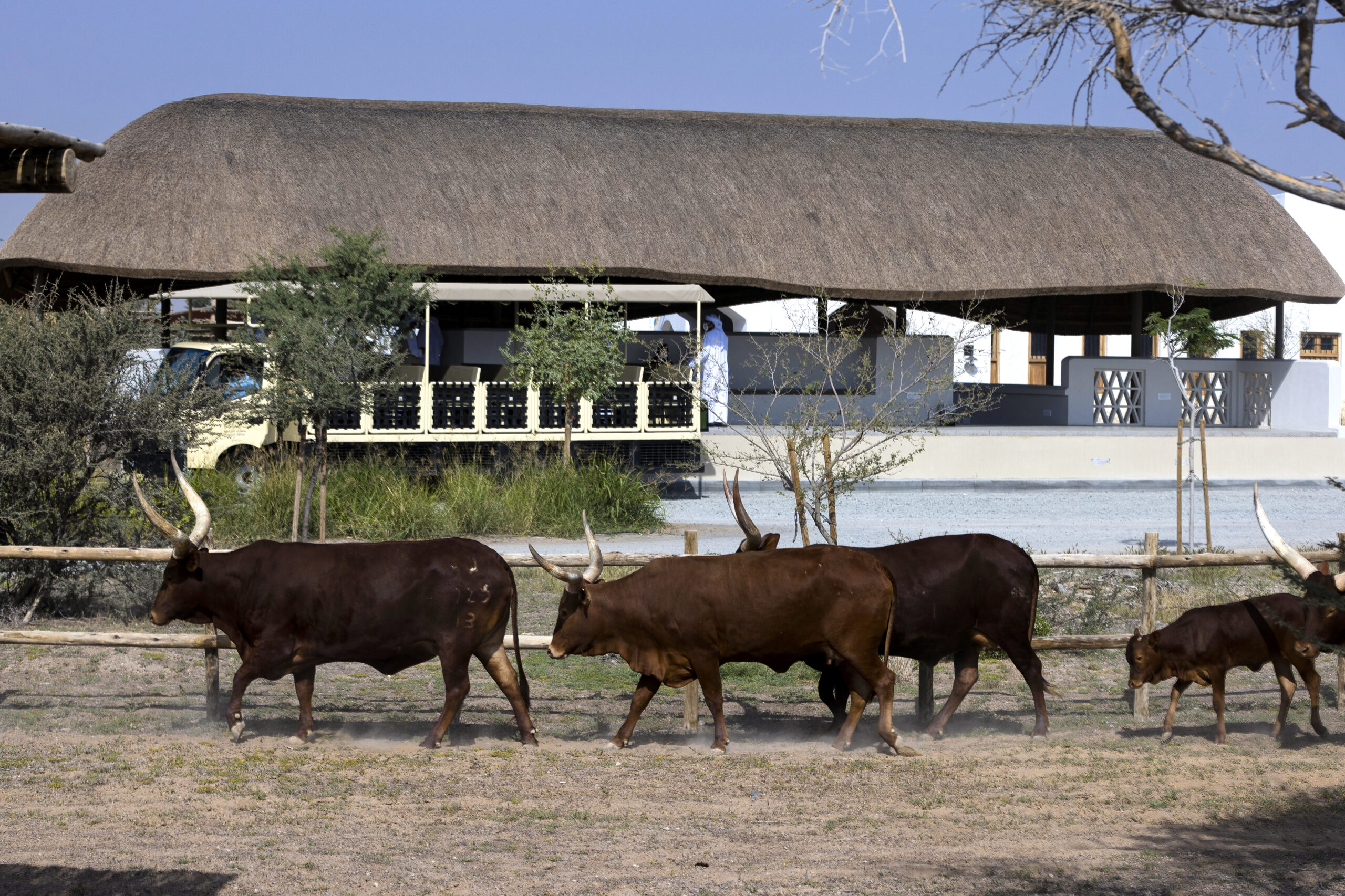 Redefine Adventure At Sharjah Safari The Largest Safari In The World 