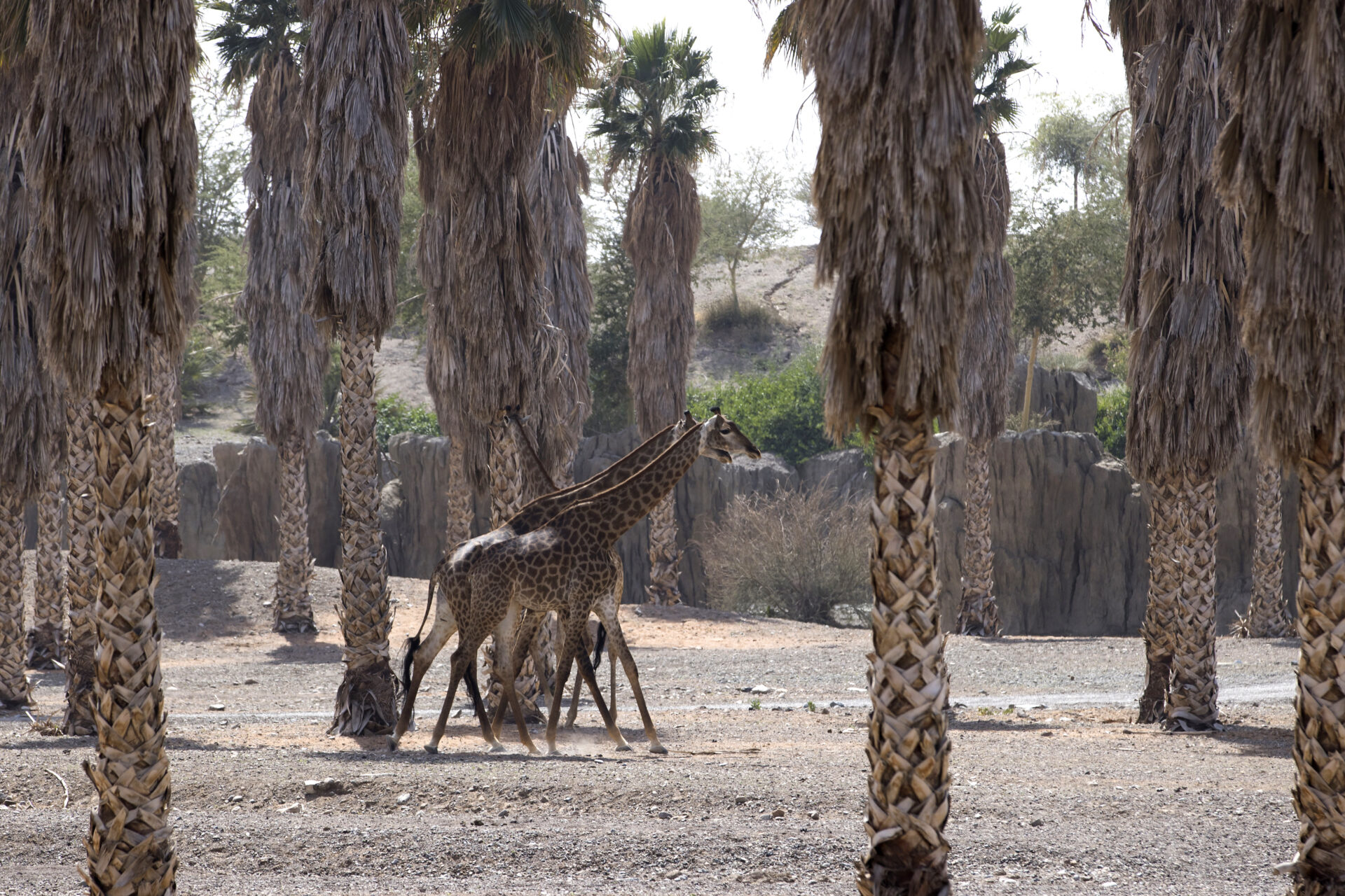 Redefine Adventure At Sharjah Safari, The Largest Safari In The World ...